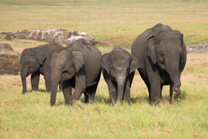 Elefantfamilie i Sri Lanka