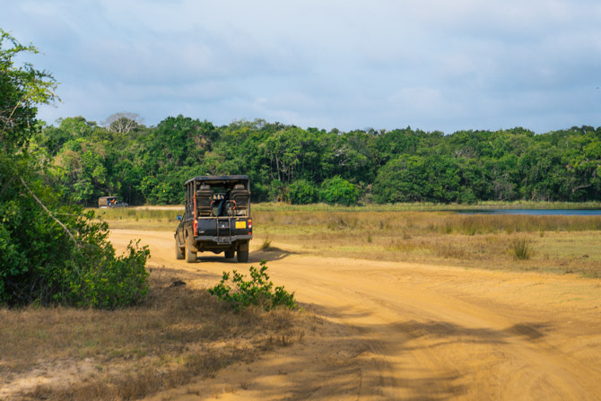 Jeep safari i Wilpattu National Park