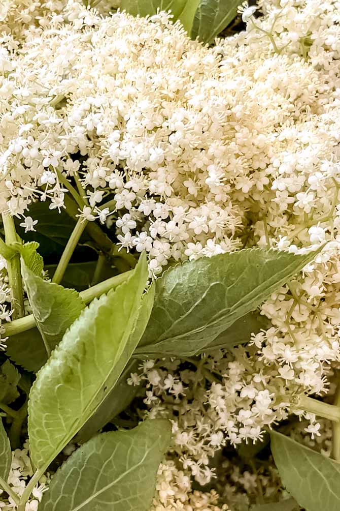 Hyldeblomster
